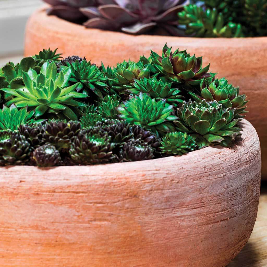 Campania International Annalise Planter in Terra Nova set of 2 - Image 3