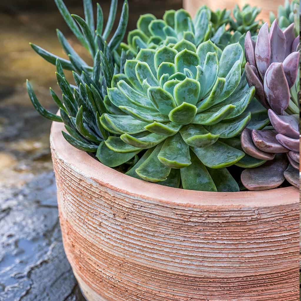Campania International Sgraffito Low Planter in Terra Cotta set of 3 - Image 2