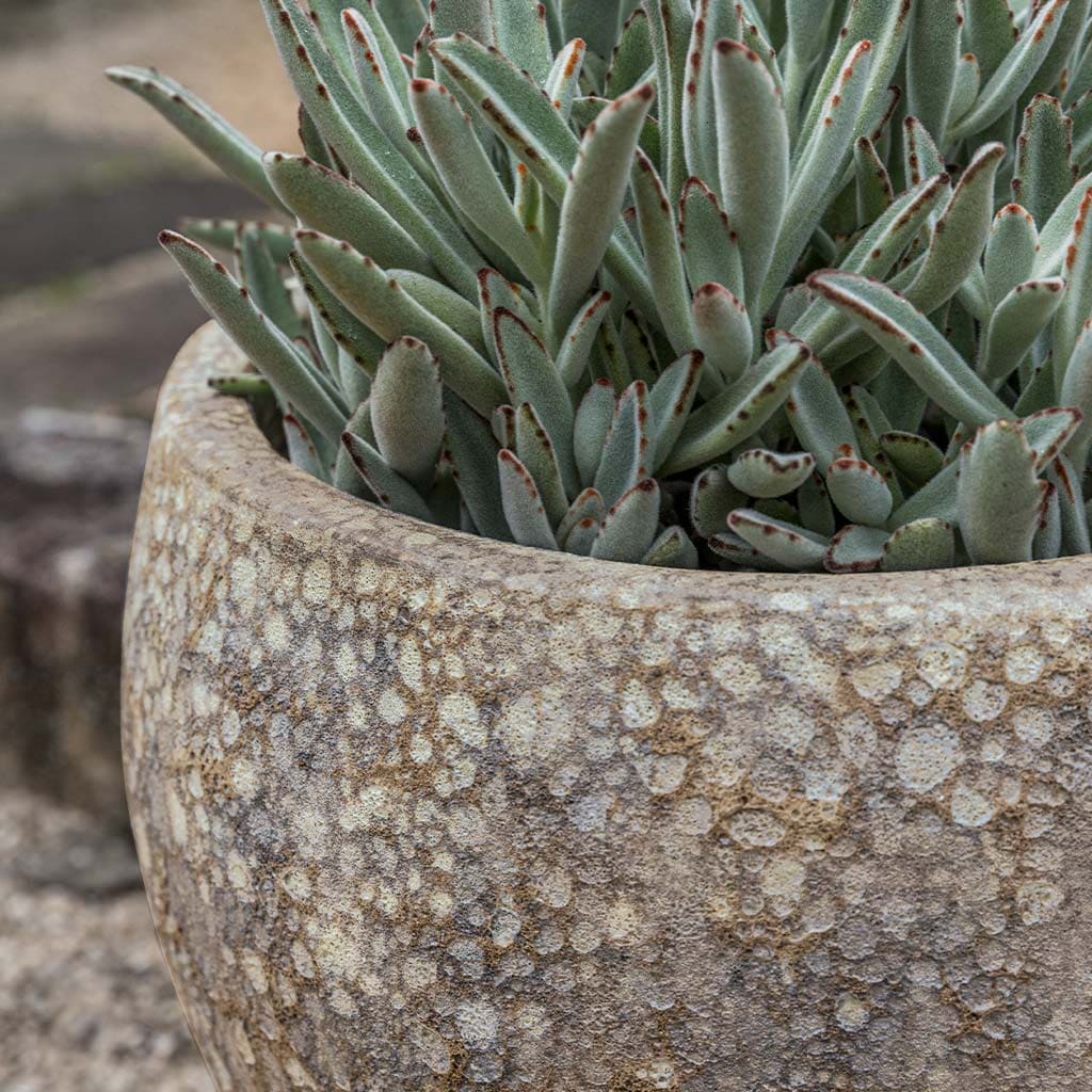 Campania International Symi Planter in Sahara set of 3 - Image 2