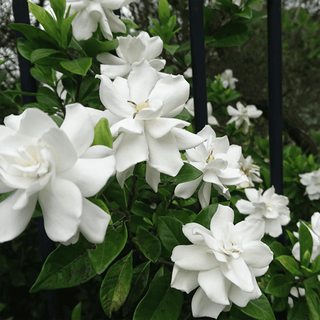 Gardenia Gift Plant - Image 3