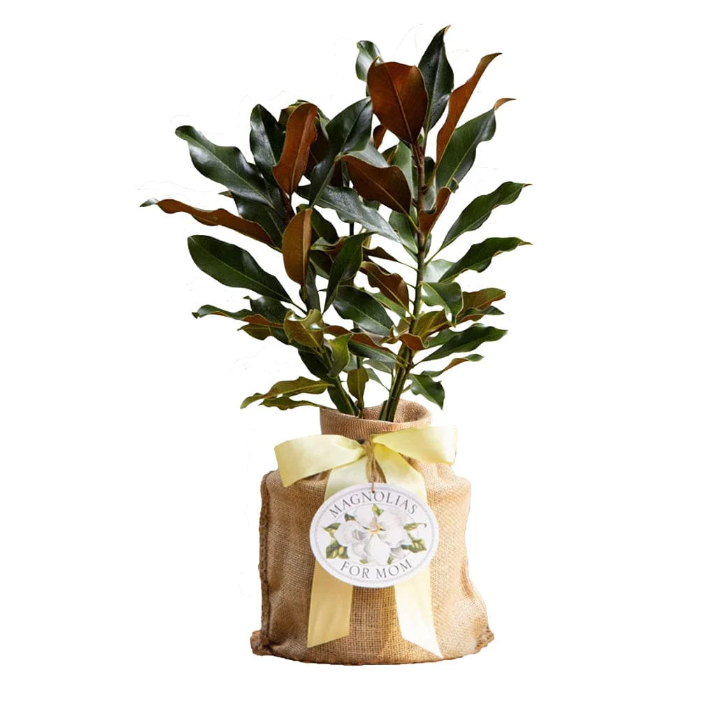 Magnolia for Mom Gift Tree - Image 4