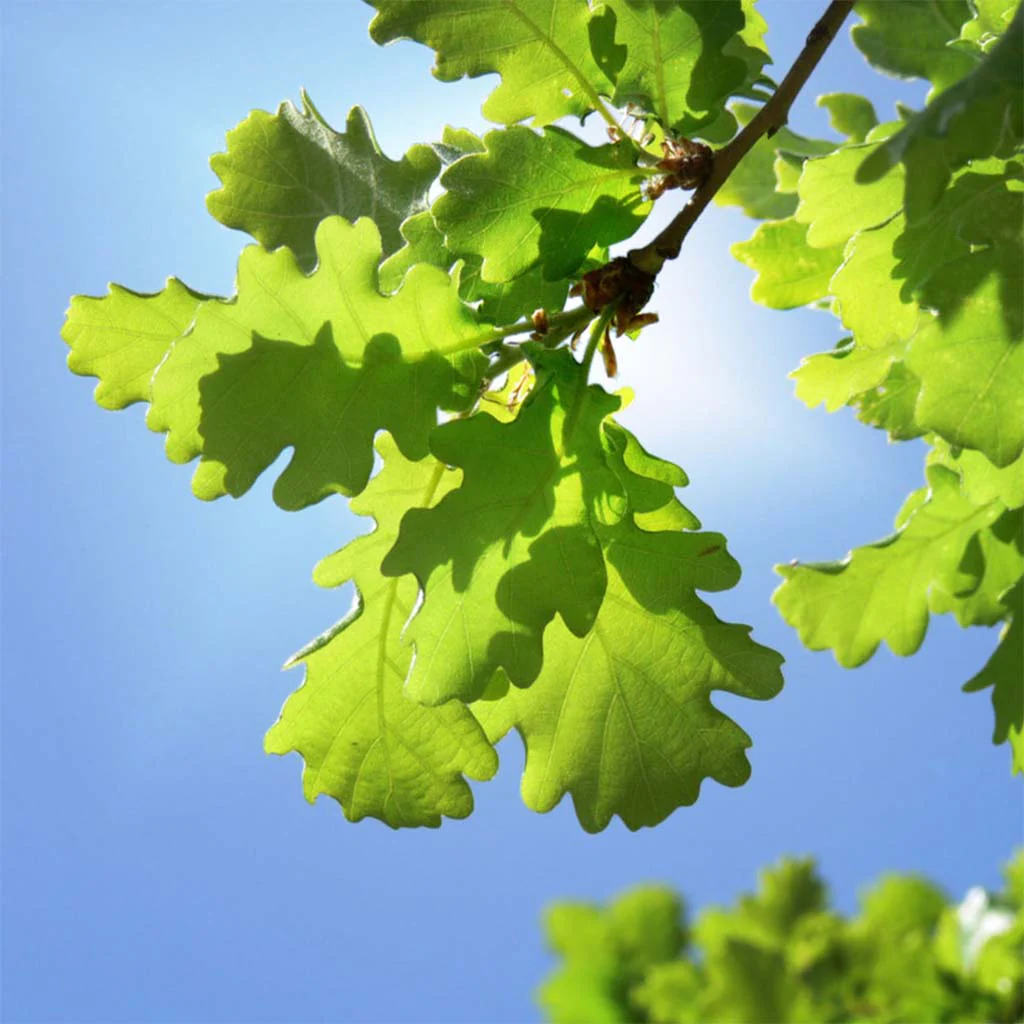 Oak Gift Tree - Image 2