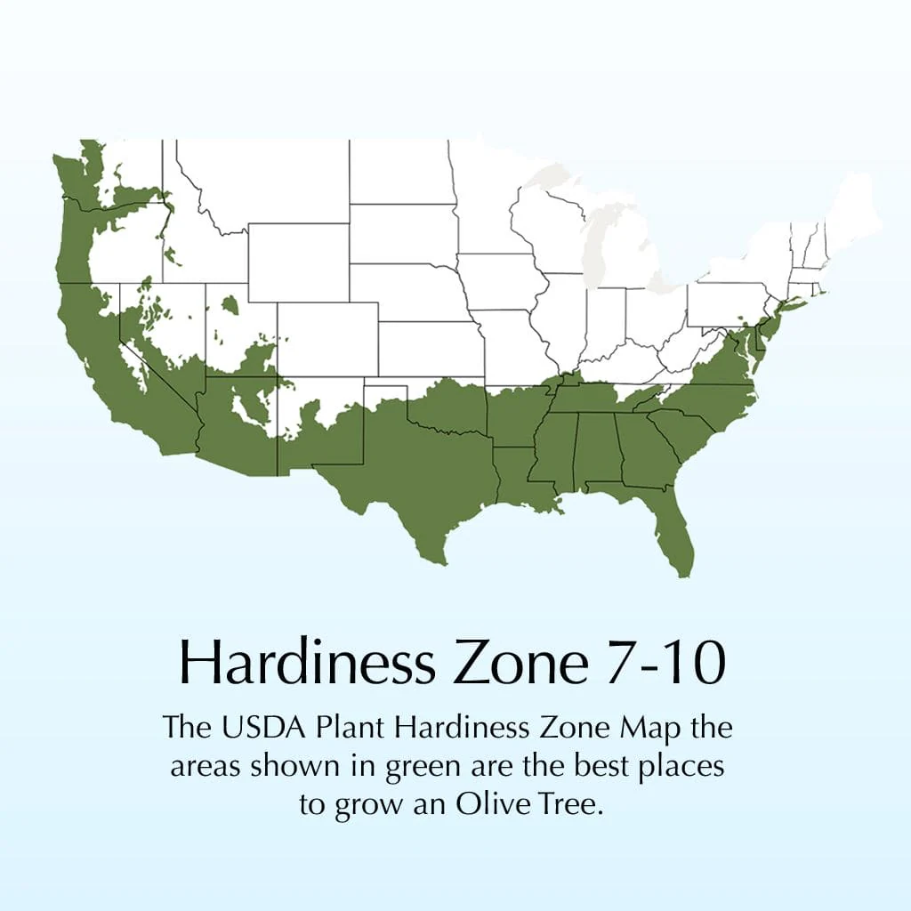Olive Gift Tree - Image 3